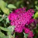 Piros virágú nyáriorgona - Buddleja davidii 'Miss Ruby'® - Konténeres