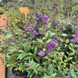 Kompakt bokros növekedésű Little Nugget törpe nyári orgona élénk aranysárga levelekkel és tömegesen nyíló magenta-bíbor virágfüzérekkel Törpe nyári orgona 'Little Nugget' (Buddleja HUMDINGER®)