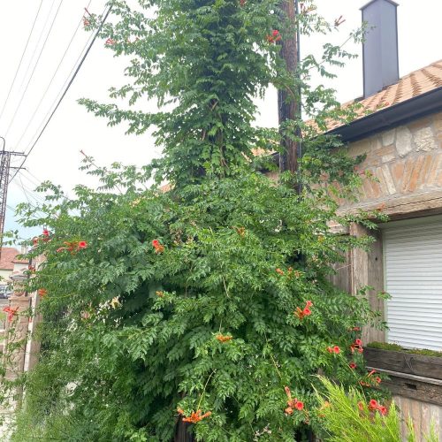 Trombitafolyondár - Campsis radicans - Konténeres