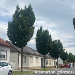   Oszlopos gyertyán - Carpinus betulus 'Fastigiata' - Konténeres