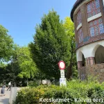 Oszlopos gyertyán - Carpinus betulus 'Fastigiata' - Konténeres
