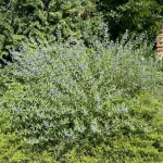 Egészséges Heavenly Blue angol kékszakáll cserje konténerben, égszínkék virágokkal és ezüstös-zöld illatos levelekkel Heavenly Blue angol kékszakáll (Caryopteris x clandonensis 'Heavenly Blue')