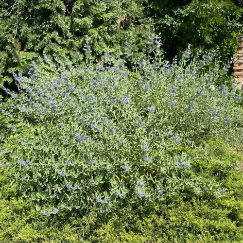 Egészséges Heavenly Blue angol kékszakáll cserje konténerben, égszínkék virágokkal és ezüstös-zöld illatos levelekkel Heavenly Blue angol kékszakáll (Caryopteris x clandonensis 'Heavenly Blue')