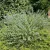 Egészséges Heavenly Blue angol kékszakáll cserje konténerben, égszínkék virágokkal és ezüstös-zöld illatos levelekkel Heavenly Blue angol kékszakáll (Caryopteris x clandonensis 'Heavenly Blue')