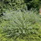 Egészséges Heavenly Blue angol kékszakáll cserje konténerben, égszínkék virágokkal és ezüstös-zöld illatos levelekkel Heavenly Blue angol kékszakáll (Caryopteris x clandonensis 'Heavenly Blue')