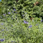 Keskenylevelű kékszakáll - Caryopteris x clandonensis 'Heavenly Blue' - Konténeres