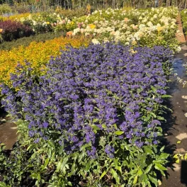 Egészséges Grand Blue angol kékszakáll cserje konténerben, mélykék virágokkal és ezüstös-zöld illatos levelekkel Grand Blue angol kékszakáll (Caryopteris x clandonensis 'Grand Blue'®)