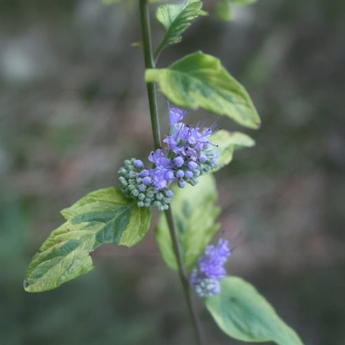 Kék óriás kékszakáll - Caryopteris x clandonensis 'Grand Blue'® - Konténeres