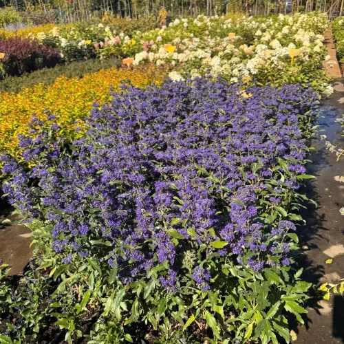 Egészséges Grand Blue angol kékszakáll cserje konténerben, mélykék virágokkal és ezüstös-zöld illatos levelekkel Grand Blue angol kékszakáll (Caryopteris x clandonensis 'Grand Blue'®)