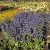 Egészséges Grand Blue angol kékszakáll cserje konténerben, mélykék virágokkal és ezüstös-zöld illatos levelekkel Grand Blue angol kékszakáll (Caryopteris x clandonensis 'Grand Blue'®)