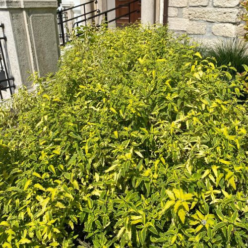 Tarka levelű kékszakáll - Caryopteris x clandonensis 'Summer Sorbet'® - Konténeres
