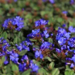 Egészséges kínai ólomvirág növény konténerben, élénk azúrkék virágokkal és bordóra színeződő őszi levelekkel Kínai ólomvirág (Ceratostigma plumbaginoides)