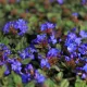 Egészséges kínai ólomvirág növény konténerben, élénk azúrkék virágokkal és bordóra színeződő őszi levelekkel Kínai ólomvirág (Ceratostigma plumbaginoides)