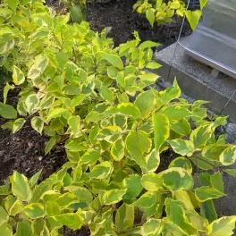   Sárgatarka fehérsom - Cornus alba 'Späthii' - Konténeres