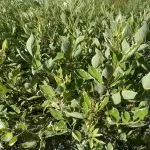 Egészséges Sibirica Variegata fehéren tarka levelű fehéredő som növény konténerben, krémes-fehér szegélyű zöld levelekkel és élénk korallpiros téli vesszőkkel Sibirica Variegata fehéren tarka levelű f