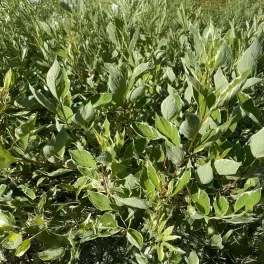 Egészséges Sibirica Variegata fehéren tarka levelű fehéredő som növény konténerben, krémes-fehér szegélyű zöld levelekkel és élénk korallpiros téli vesszőkkel Sibirica Variegata fehéren tarka levelű f