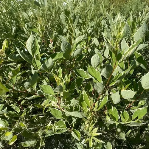 Egészséges Sibirica Variegata fehéren tarka levelű fehéredő som növény konténerben, krémes-fehér szegélyű zöld levelekkel és élénk korallpiros téli vesszőkkel Sibirica Variegata fehéren tarka levelű f