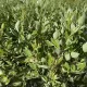 Egészséges Sibirica Variegata fehéren tarka levelű fehéredő som növény konténerben, krémes-fehér szegélyű zöld levelekkel és élénk korallpiros téli vesszőkkel Sibirica Variegata fehéren tarka levelű f