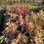 Egészséges Sibirica Variegata fehéren tarka levelű fehéredő som növény konténerben, krémes-fehér szegélyű zöld levelekkel és élénk korallpiros téli vesszőkkel Sibirica Variegata fehéren tarka levelű f