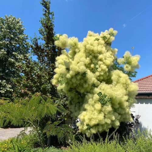 Golden Spirit® aranyos cserszömörce - Cotinus coggygria 'Golden Spirit'® - Konténeres