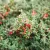 Bella madárbirs - Cotoneaster 'Bella' - Konténeres