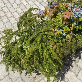 Földre simuló Streibs Findling örökzöld törpe madárbirs apró, fényes sötétzöld levelekkel és piros bogyótermésekkel Törpe szőnyegmadárbirs 'Streibs Findling' (Cotoneaster dammeri)