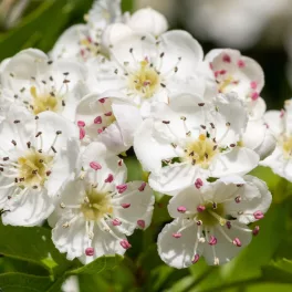   Oszlopos galagonya - Crataegus monogyna 'Stricta'  - Konténeres