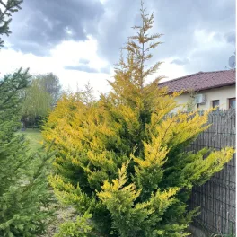   Arany Leylandi ciprus - XCupressocyparis leylandii 'Gold Rider'
