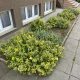Sárgatarka kúszó kecskerágó - Euonymus fortunei 'Emerald'n Gold' - Konténeres