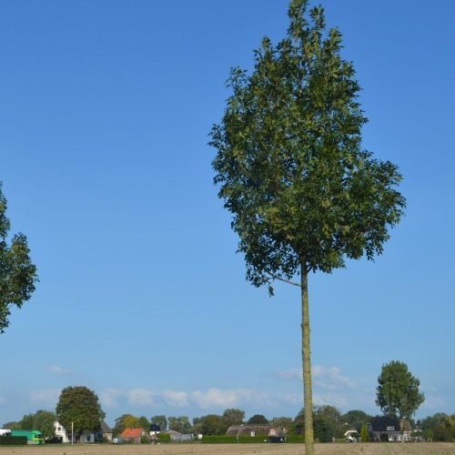 Althéna magas köris - Fraxinus excelsior 'Althena' - konténeres