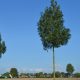 Althéna magas köris - Fraxinus excelsior 'Althena' - konténeres