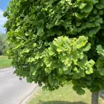 Törpe gömb páfrányfenyő - Ginkgo biloba 'Mariken' - Konténeres