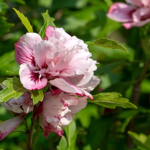 Halvány rózsaszín mályvacserje - Hibiscus syriacus 