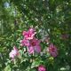 Woodbridge mályvacserje - Hibiscus syriacus 'Woodbridge' - Konténeres