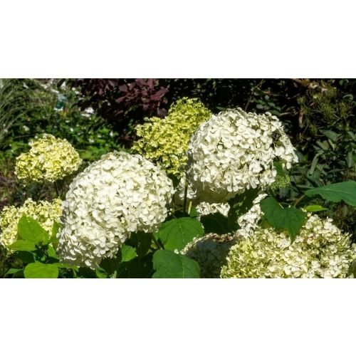 Óriásgömb hortenzia - Hydrangea arborescens 'Annabelle' - Konténeres