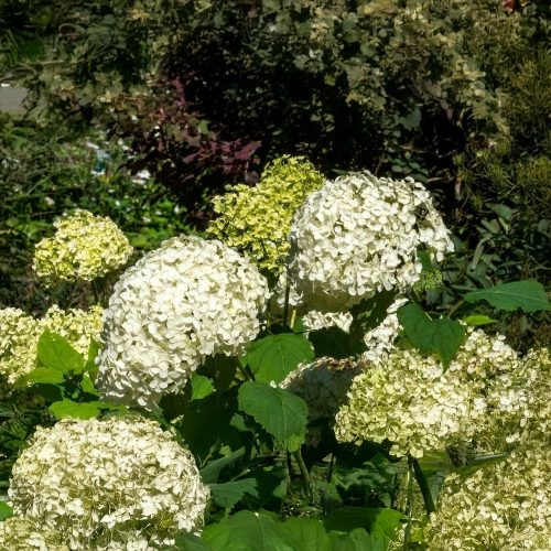 Óriásgömb hortenzia - Hydrangea arborescens 'Annabelle' - Konténeres