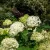 Óriásgömb hortenzia - Hydrangea arborescens 'Annabelle' - Konténeres