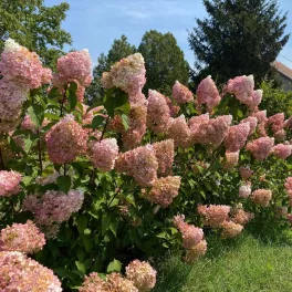 Egészséges Vanille Fraise bugás hortenzia növény konténerben, nagy méretű, krémes-fehérből eperpirosba áthajló bugavirágzattal Vanille Fraise bugás hortenzia (Hydrangea paniculata 'Vanille Fraise'®)