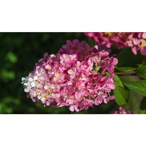 Vanille Fraise hortenzia - Hydrangea paniculata 'Vanille Fraise'® - Konténeres