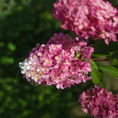 Vanille Fraise hortenzia - Hydrangea paniculata 'Vanille Fraise'® - Konténeres