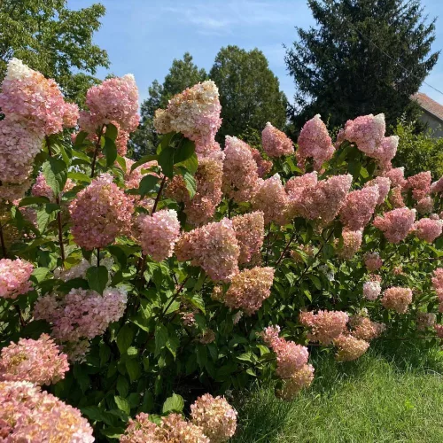 Egészséges Vanille Fraise bugás hortenzia növény konténerben, nagy méretű, krémes-fehérből eperpirosba áthajló bugavirágzattal Vanille Fraise bugás hortenzia (Hydrangea paniculata 'Vanille Fraise'®)