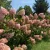 Egészséges Vanille Fraise bugás hortenzia növény konténerben, nagy méretű, krémes-fehérből eperpirosba áthajló bugavirágzattal Vanille Fraise bugás hortenzia (Hydrangea paniculata 'Vanille Fraise'®)