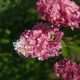 Vanille Fraise hortenzia - Hydrangea paniculata 'Vanille Fraise'® - Konténeres