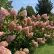 Egészséges Vanille Fraise bugás hortenzia növény konténerben, nagy méretű, krémes-fehérből eperpirosba áthajló bugavirágzattal Vanille Fraise bugás hortenzia (Hydrangea paniculata 'Vanille Fraise'®)