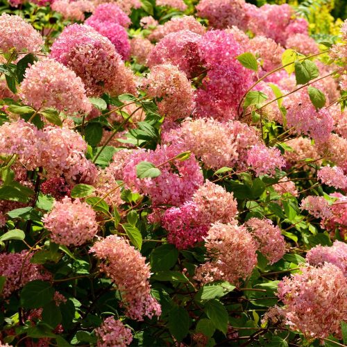 Rózsás Annabell hortenzia - Hydrangea arborescens ’Pink Annabelle’ - Konténeres