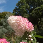 Színeváltó bugás hortenzia - Hydrangea arborescens ’Sundae Fraise' - Konténeres