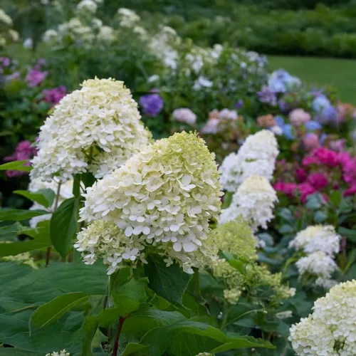 Fehérvirágú cserjés hortenzia - Hydrangea paniculata 'Kyushu' - Konténeres