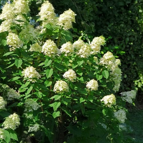 Fehérvirágú cserjés hortenzia - Hydrangea paniculata 'Limelight' - Konténeres