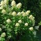 Fehérvirágú cserjés hortenzia - Hydrangea paniculata 'Limelight' - Konténeres