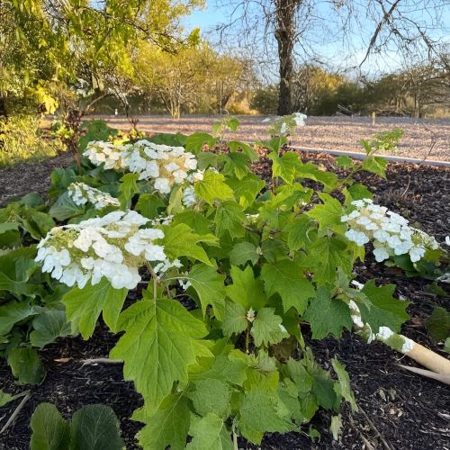 Fehérvirágú tölgylevelű hortenzia - Hydrangea quercifolia - Konténeres